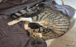 Mixed Breed cats for sale: Two Tabby Boys For Sale  - Image 7