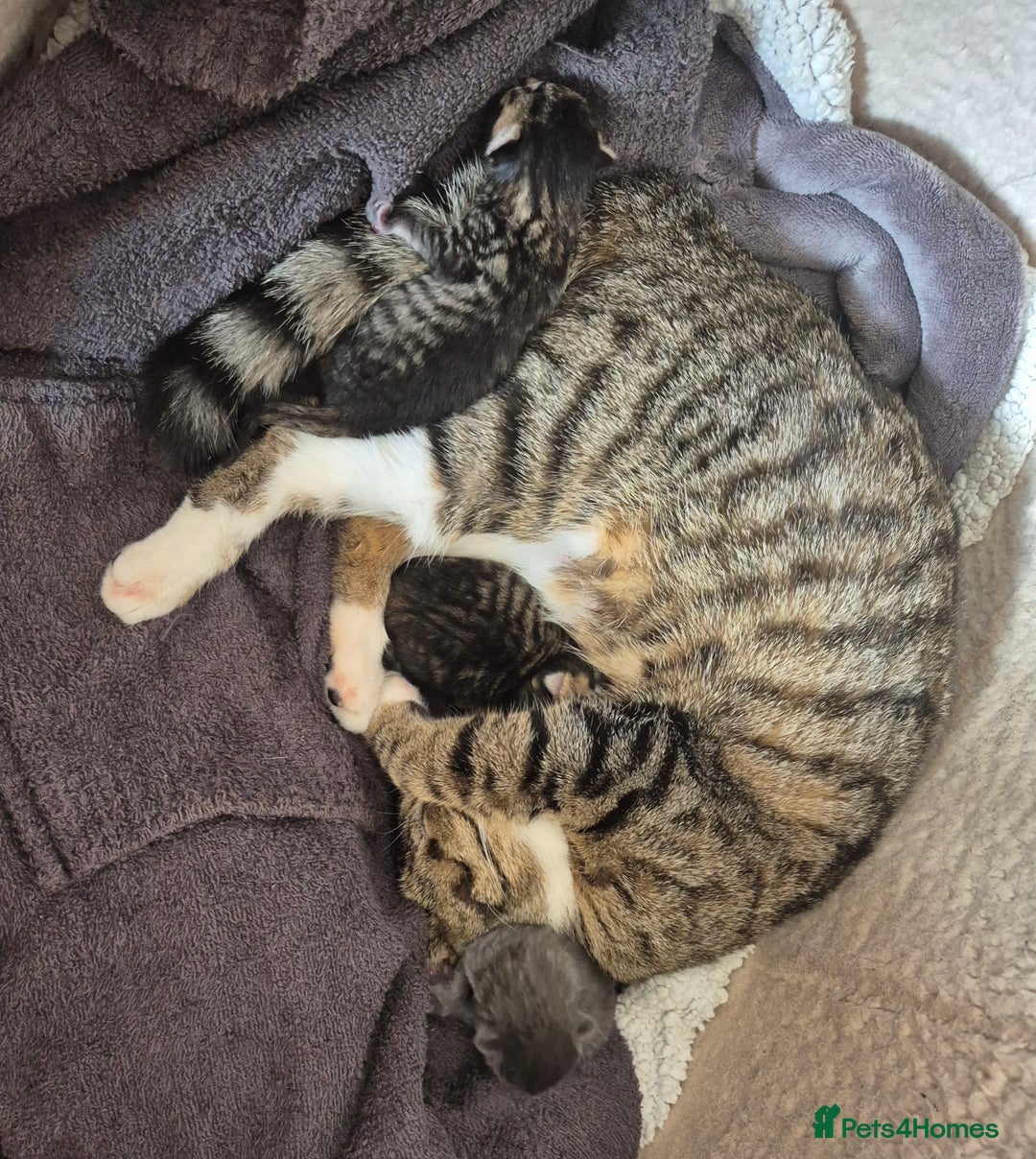 Mixed Breed cats for sale: Two Tabby Boys For Sale  - Image 7