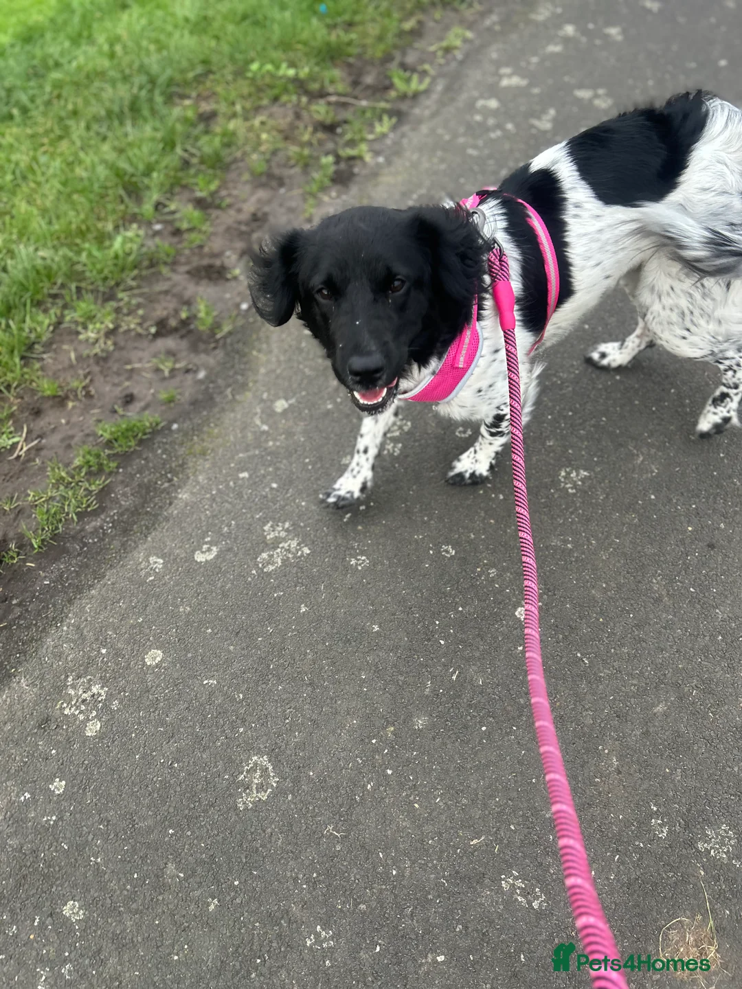 Mixed Breed dogs for sale: Springer x sharpei - Advert 2