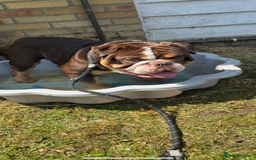 English Bulldog dogs for sale: Beautiful 2 year old male English bulldog  - Image 5