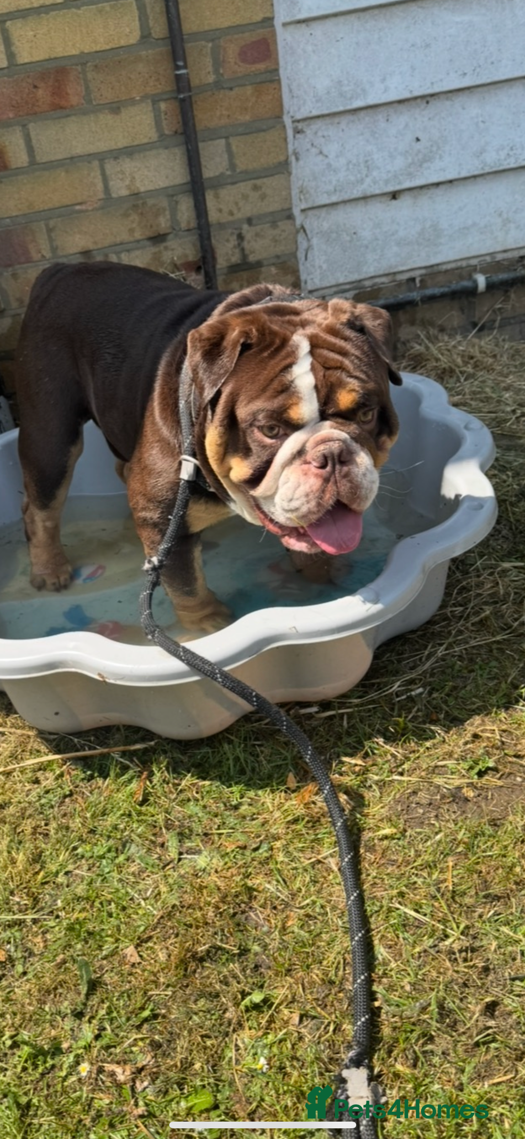 English Bulldog dogs for sale: Beautiful 2 year old male English bulldog  - Image 5