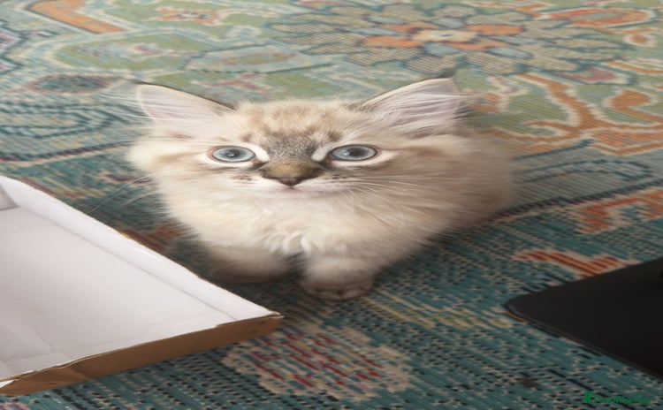 Ragdoll cats - Advert 12