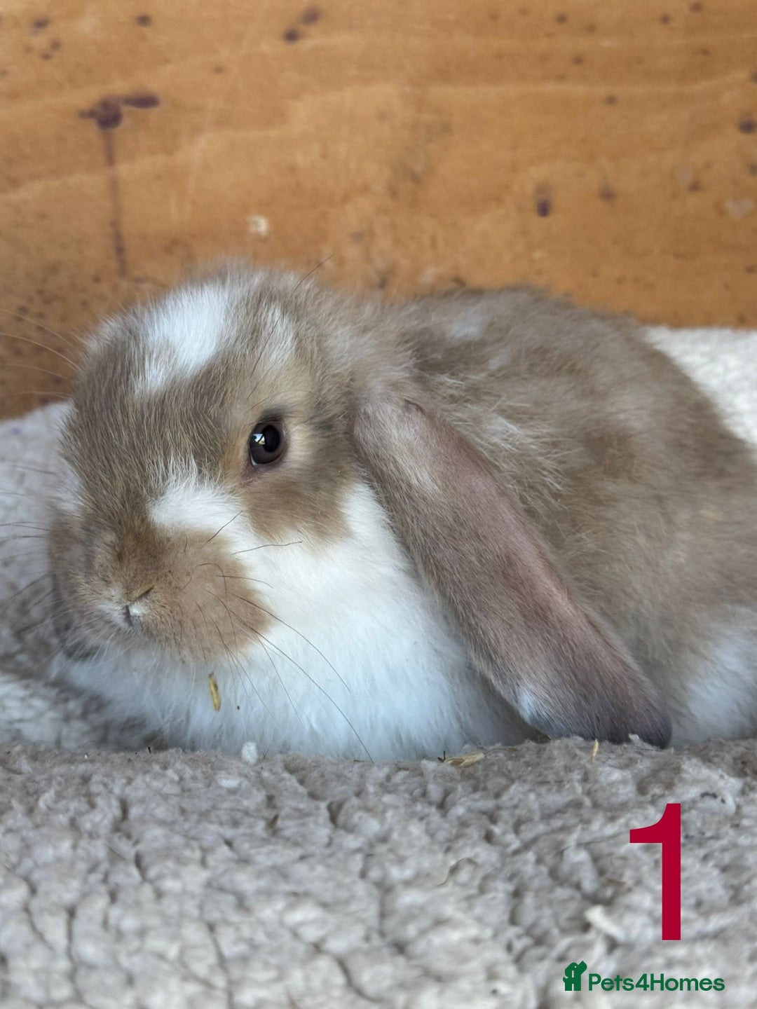 French Lop rabbits for sale: Purebred French Lop baby rabbits for sale  - Advert 4