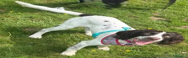 English Springer Spaniel