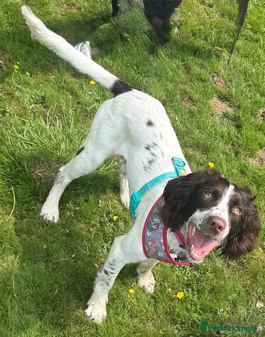 English Springer Spaniel dogs for sale: Female Springer Spaniel - Advert 2