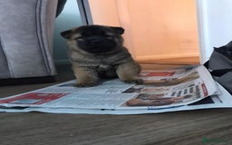 Mixed Breed dogs for sale: Akita x chow chow  - Image 3