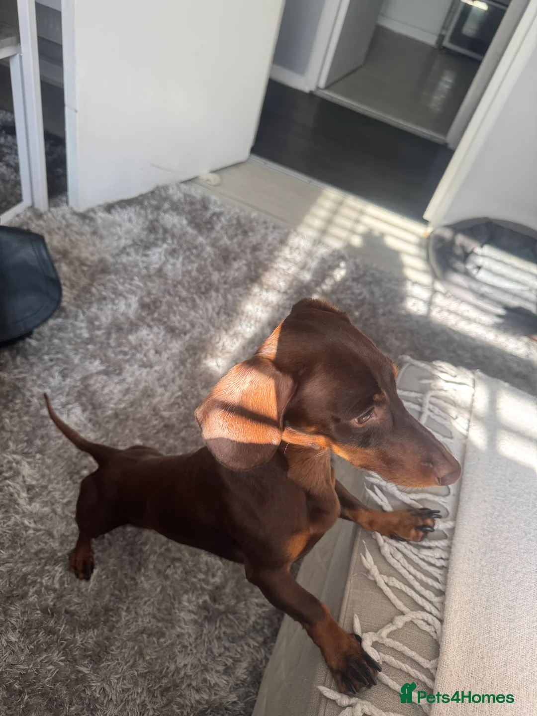Dachshund dogs for stud: STUD ONLY (not for sale) - Advert 6