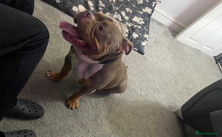 American Bully dogs - Advert 1