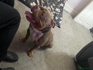 American Bully dogs - Advert 2