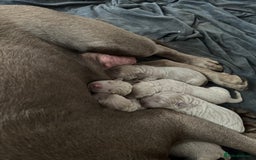 Labrador Retriever dogs for sale: 5 silver Labrador boys, Hackney - Image 11