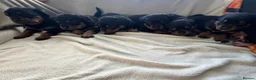 Rottweiler dogs for sale: Rottweiler puppies 4boys 2girls  - Advert 3