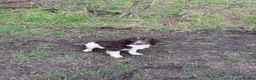 English Springer Spaniel dogs for sale: 5 month old spring spaniel for sale in Market Drayton - Advert 4