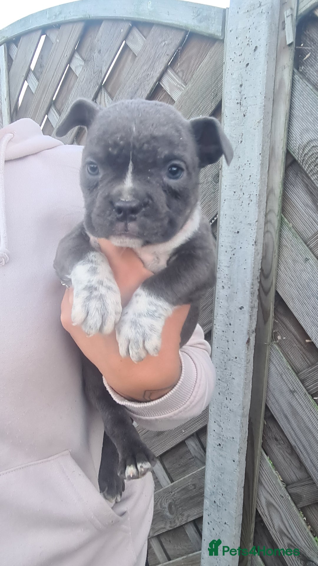 American Bully dogs for sale: Exotic American bully pups blood lines of bitcoin  - Image 12