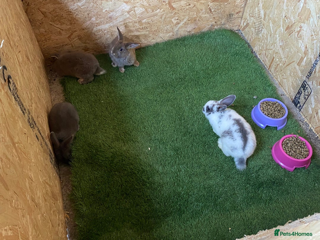 Rex rabbits for sale: Rex rabbits  - Image 12
