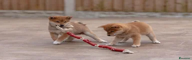 Japanese Shiba Inu 4