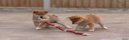 Japanese Shiba Inu dogs for sale: Beautiful Shiba Inu puppies  - Advert 2
