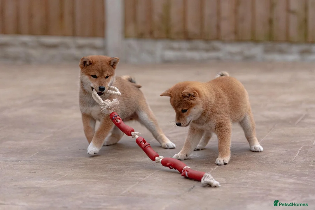Japanese Shiba Inu dogs for sale: Beautiful Shiba Inu puppies  - Advert 2