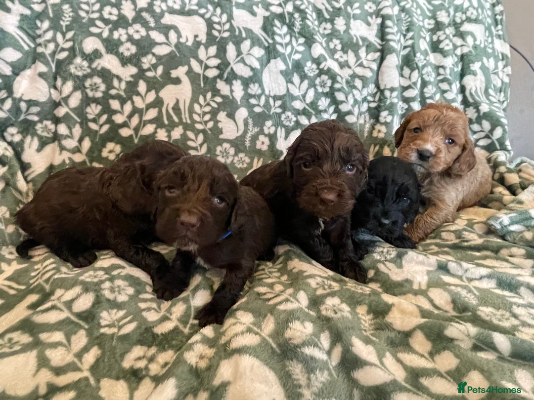 Cockapoo dogs for sale: Beautiful cockapoo puppies  - Advert 6