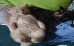 Domestic Shorthair cats for sale: 3 kittens for sale - Image 6