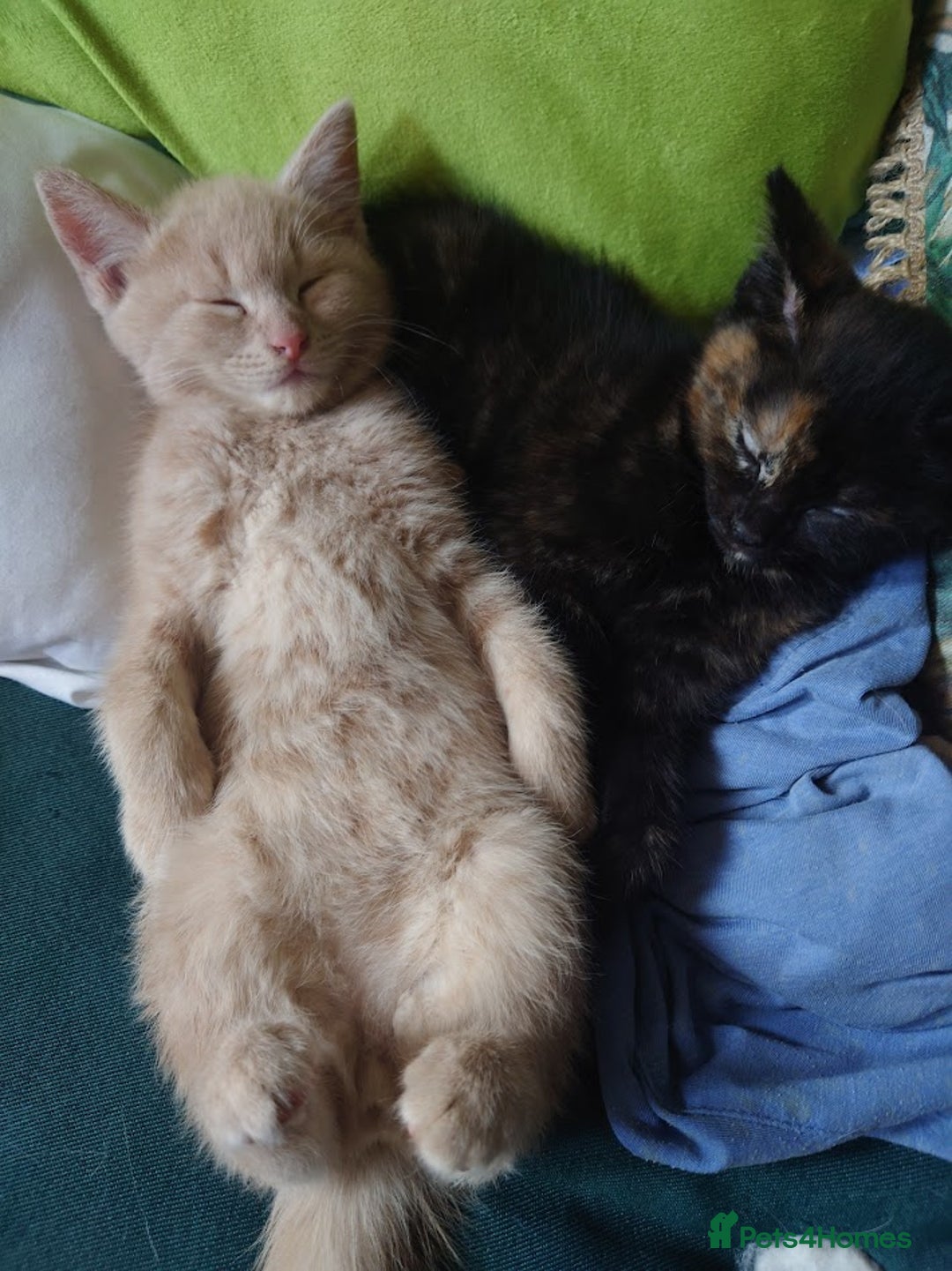 Domestic Shorthair cats for sale: 3 kittens for sale - Image 6