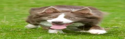 Border Collie dogs for stud: Exceptional Lilac & White DNA clear Border Collie in Saint Asaph - Advert 17