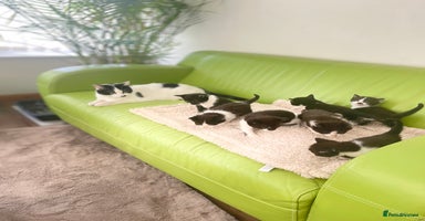 Mixed Breed cats - Advert 7