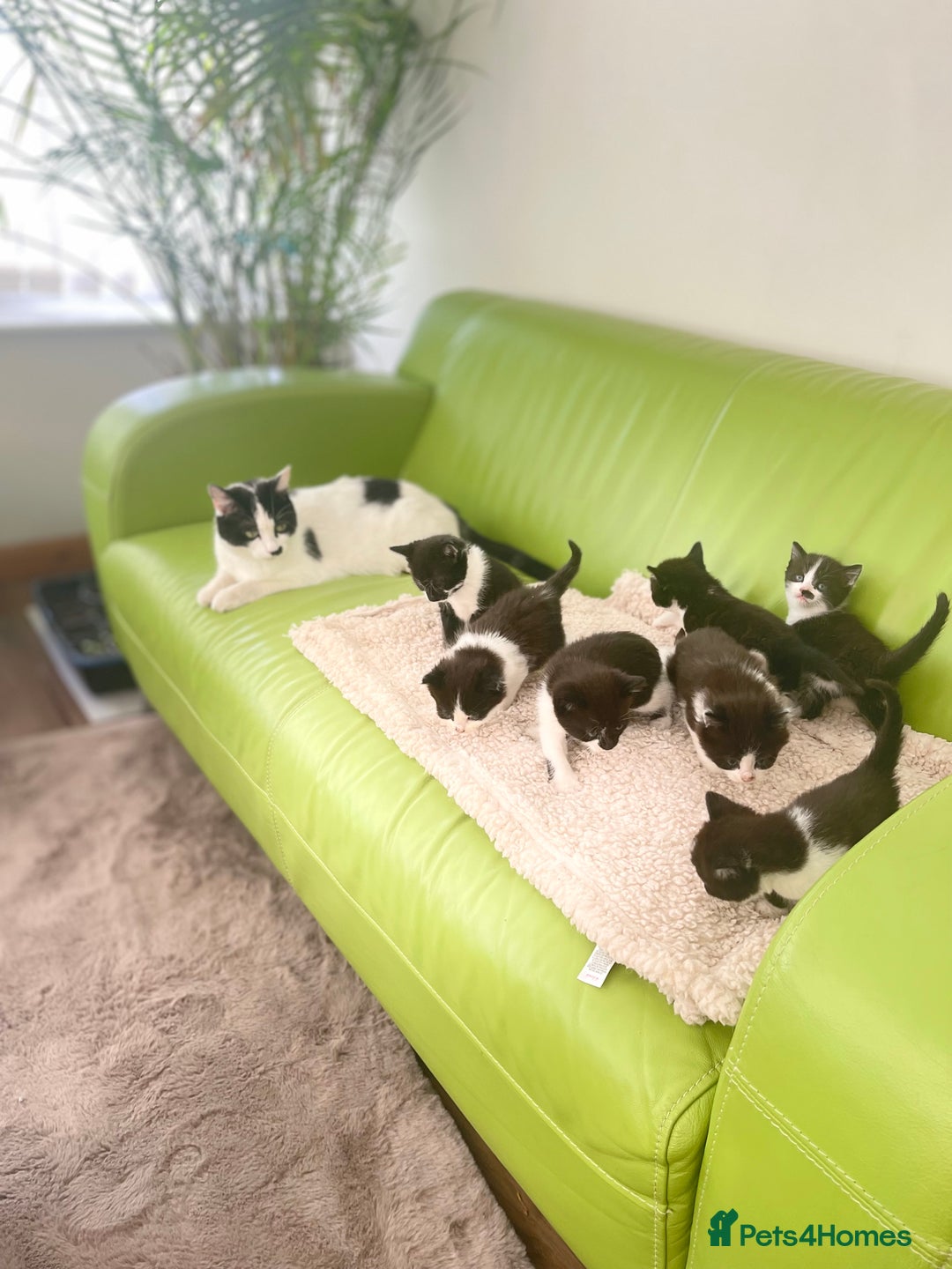 Mixed Breed cats for sale: Beautiful ,clever ,healthy village Kittens - Image 4