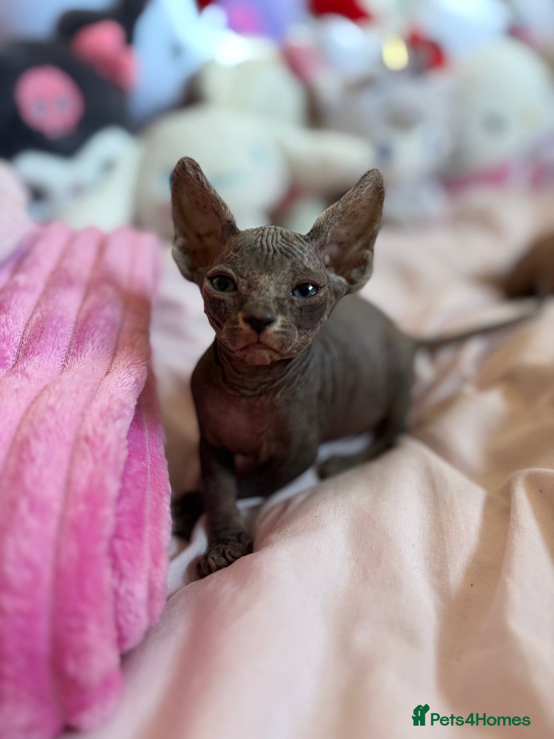 Sphynx cats for sale: Adorable Tica Registered Sphynx Kittens - Blue  - Advert 10