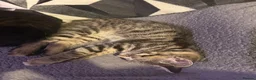 Mixed Breed cats for sale: 2 very playful kittens  - Advert 3