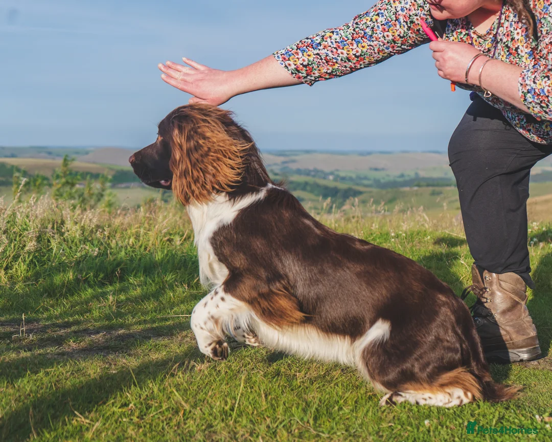 English Springer Spaniel dogs for stud: English Springer Spaniel Stud  in Derby - Advert 14
