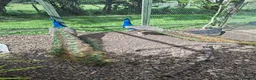 Peafowl poultry for sale: Indian Blue Peacock - Advert 2
