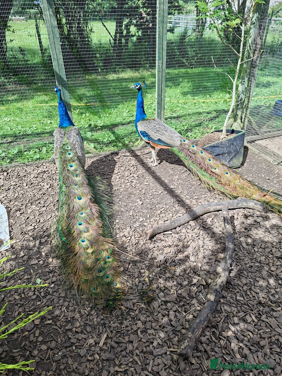 Peafowl poultry for sale: Indian Blue Peacock - Advert 2