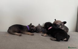 French Bulldog dogs for sale: French bull dog litter available now  - Image 9
