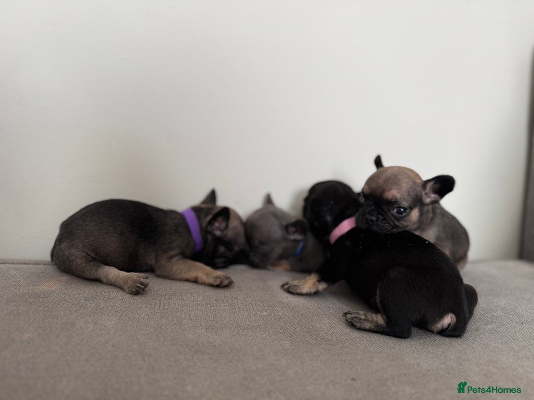 French Bulldog dogs for sale: French bull dog litter available now  - Image 9