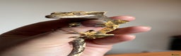 Gecko reptiles for sale: Fire Pinstripe Morph Crested Gecko - Advert 4