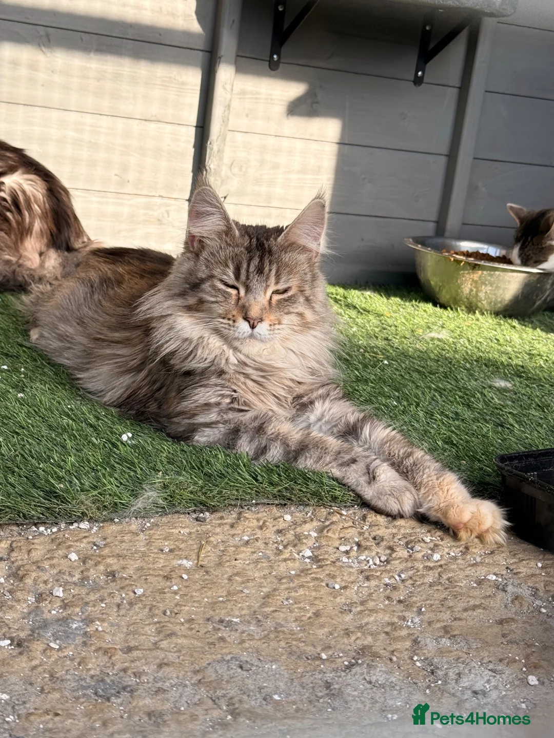 Maine Coon cats for sale: TICA registered Maine Coon kittens  - Advert 12
