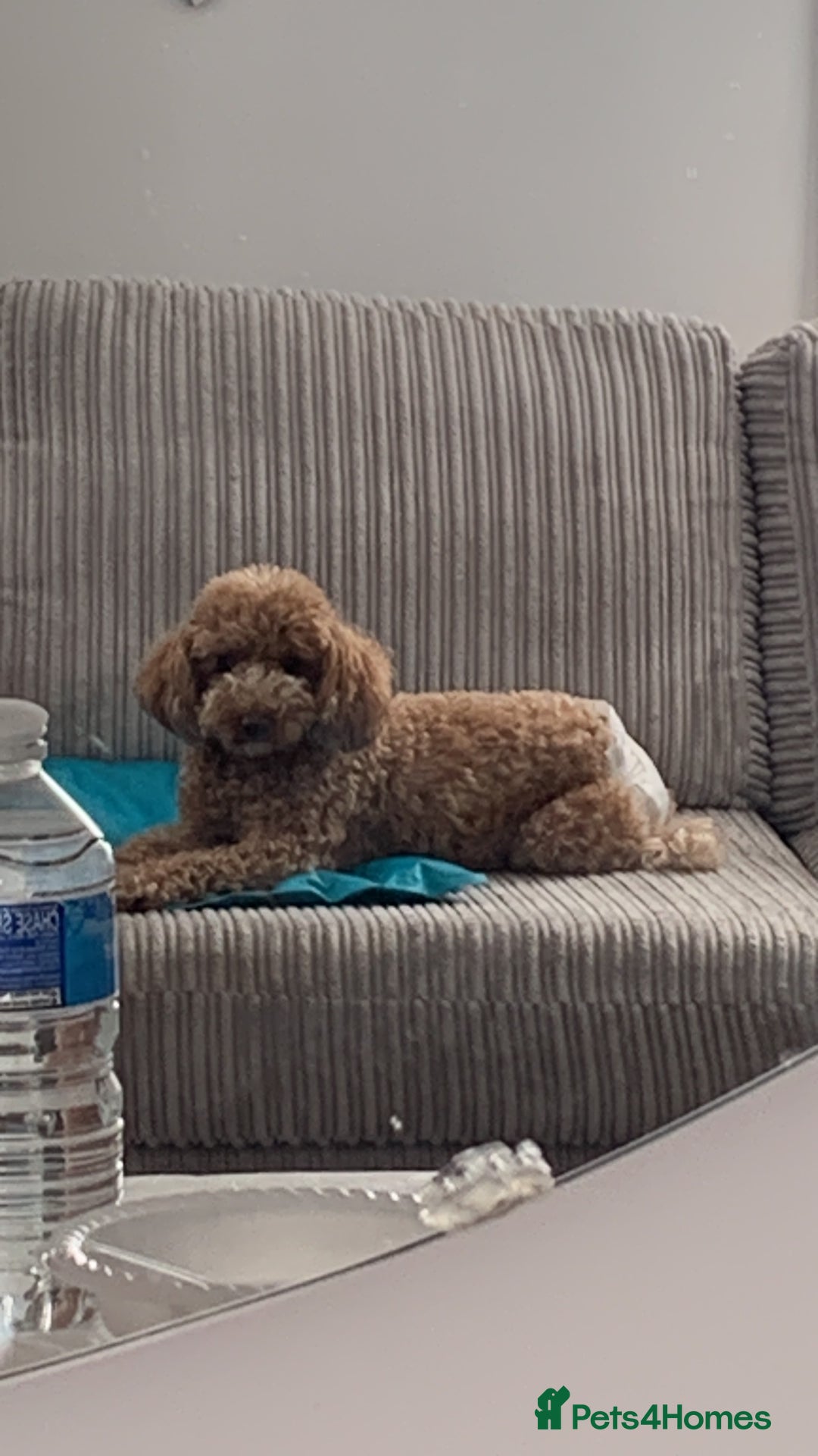 Toy Poodle dogs for sale: Fully trained red toy poodle - Image 4