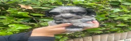 Cockapoo dogs for sale: F1 Show Type Sable Merle Cockapoos ONLY  2 LEFT - Advert 5