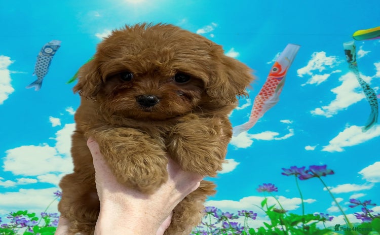 Cavapoochon dogs - Advert 1