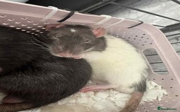 Rat rodents for sale: 3 male rats for rehoming  - Image 1