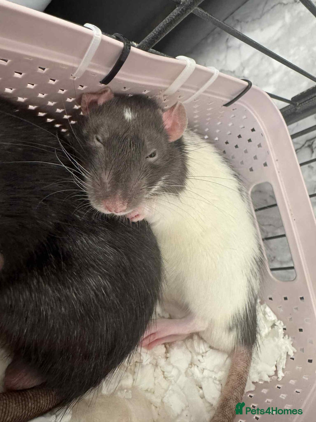 Rat rodents for sale: 3 male rats for rehoming  - Image 1