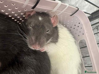 Rat rodents - Advert 1