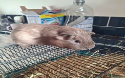 Guinea Pig rodents for sale: Stunning bore guinea pigs - Image 2