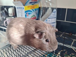 Guinea Pig rodents - Advert 21