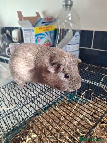 Guinea Pig rodents - Advert 2