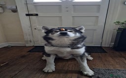 Huskita dogs for stud: Handsome Booboo in Stockport - Image 4