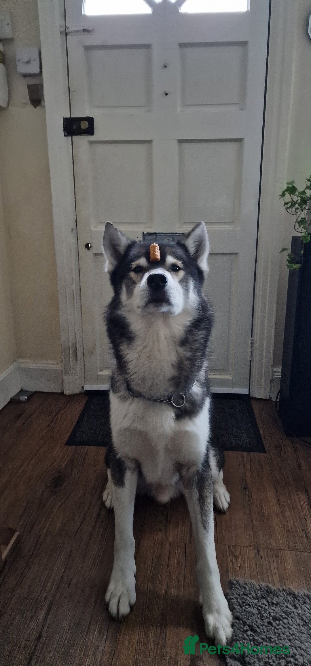 Huskita dogs for stud: Handsome Booboo in Stockport - Image 4