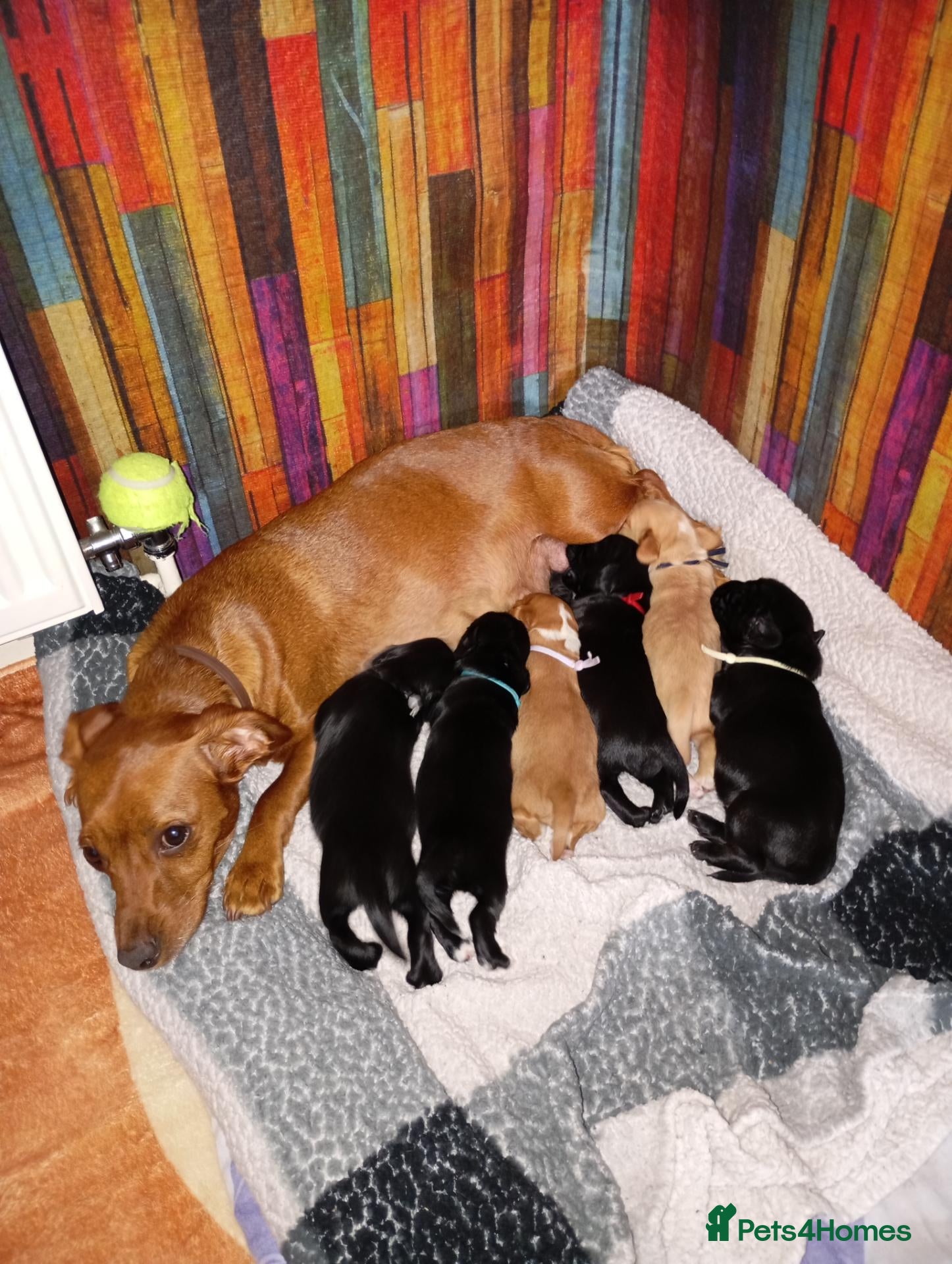Mixed Breed dogs Cocker spaniel Jack Russell cross - Advert 1