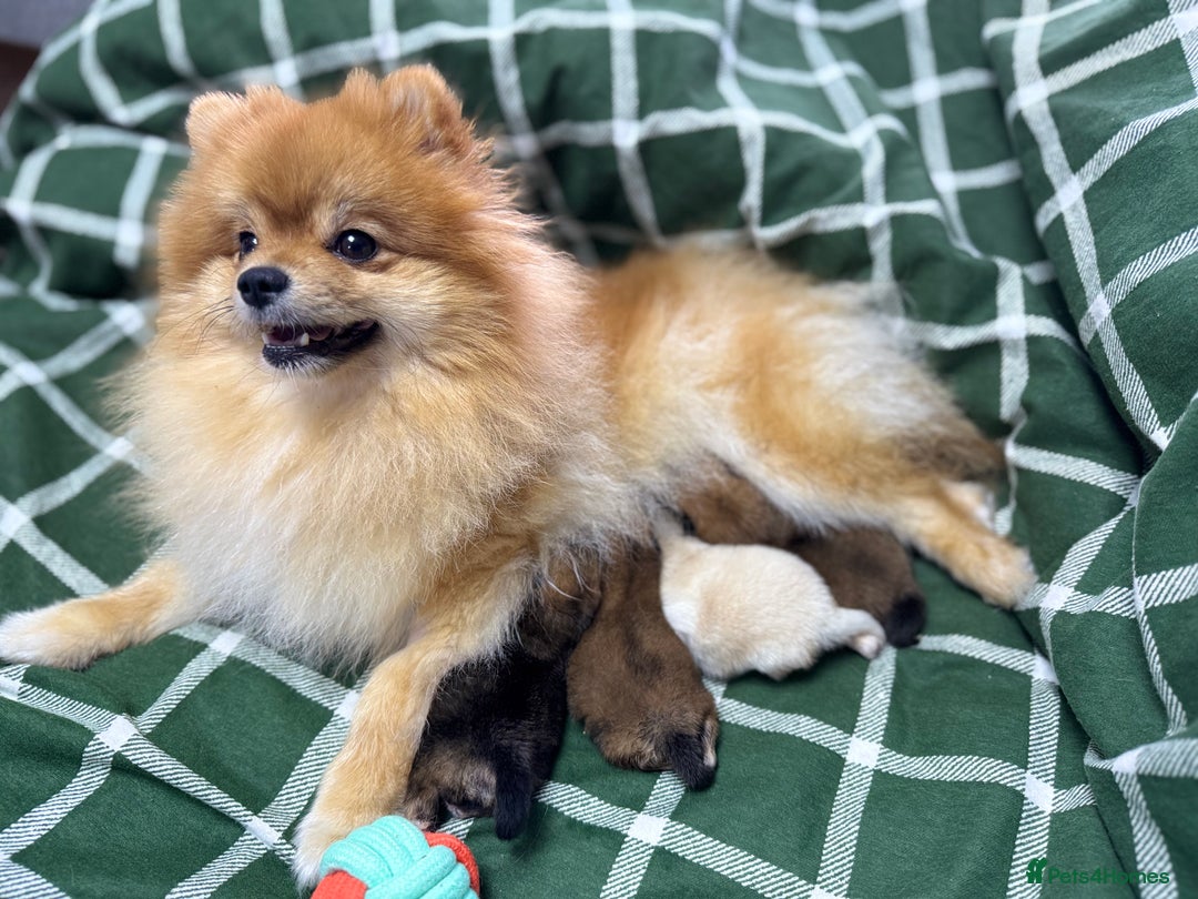 Pomeranian dogs for sale: KC registered Pomeranian puppies - Image 27