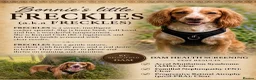 Cocker Spaniel dogs for sale: ALL PUPS NOW RESERVED!! Cocker Spaniel Puppies - Advert 2